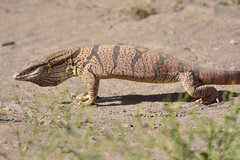Varanus griseus caspius