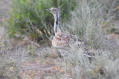 Chlamydotis macqueenii