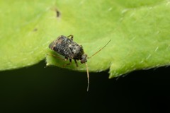 Charagochilus