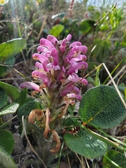Pedicularis lanata