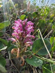 Pedicularis lanata