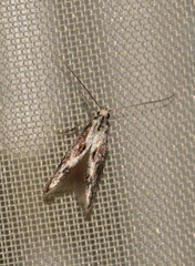 Blastodacna hellerella