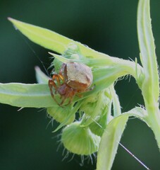 Araneus triguttatus