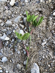 Tetrastigma formosanum