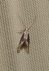 Blastodacna hellerella