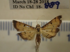 Herpetogramma hipponalis