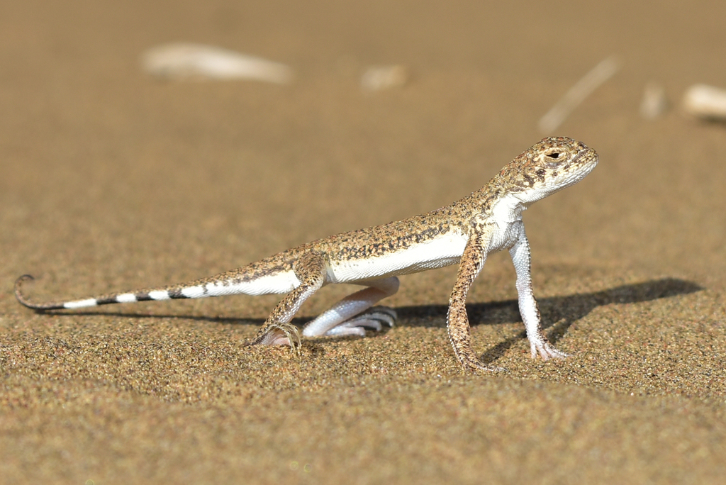 Lichtenstein's Toadhead Agama