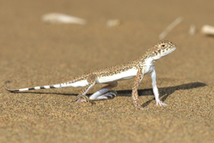 Phrynocephalus interscapularis