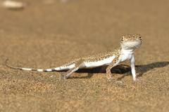 Phrynocephalus interscapularis