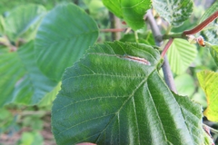 Caloptilia elongella