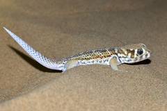 Teratoscincus scincus