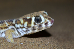 Teratoscincus scincus