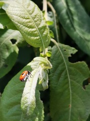 Clytra quadripunctata