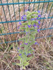 Echium vulgare