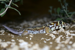 Teratoscincus scincus