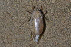 Achranoxia
