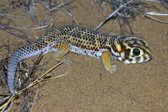 Teratoscincus scincus