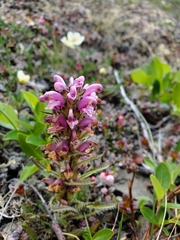 Pedicularis verticillata