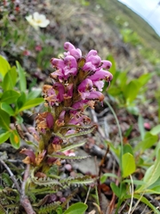 Pedicularis verticillata