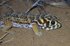 Teratoscincus scincus