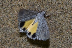 Anydrophila