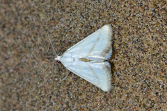 Aegle