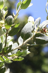 Arctostaphylos nortensis