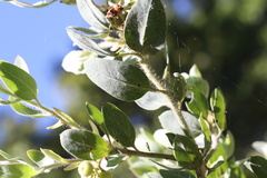 Arctostaphylos nortensis