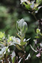 Arctostaphylos nortensis