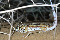 Teratoscincus scincus