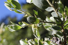 Arctostaphylos nortensis