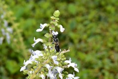 Megachile disjunctiformis