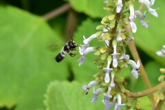Megachile disjunctiformis