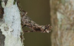 Brookesia