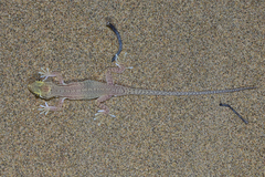 Crossobamon eversmanni