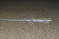 Crossobamon eversmanni