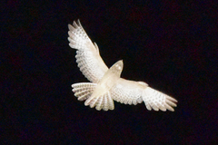 Caprimulgus aegyptius