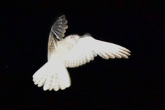 Caprimulgus aegyptius