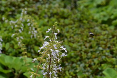 Megachile disjunctiformis