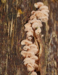 Marasmiellus affixus