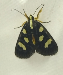 Exsula dentatrix albomaculata