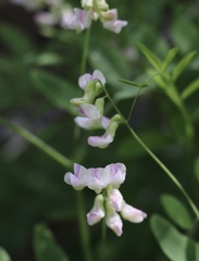 Lathyrus delnorticus