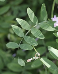 Lathyrus delnorticus
