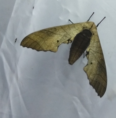 Marumba gaschkewitschii
