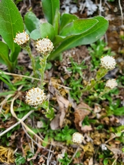 Antennaria monocephala