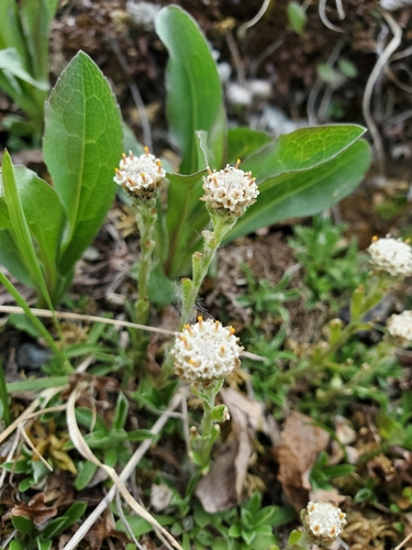 pygmy pussytoes (Antennaria monocephala)