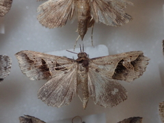 Tephriopis divulsa