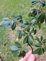 Psychotria monanthos