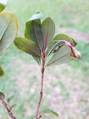 Psychotria monanthos