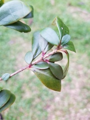 Psychotria monanthos